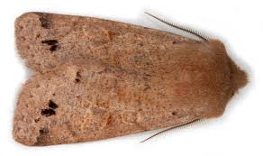 Attēlu rezultāti vaicājumam “Orthosia munda”