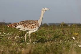 Image result for Otis tarda