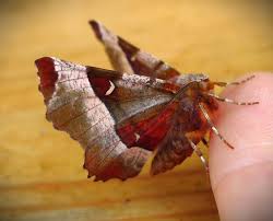 Attēlu rezultāti vaicājumam “Selenia tetralunaria”