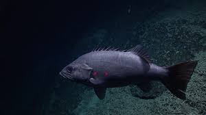 Image result for Polyprion americanus