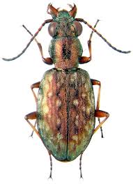 Attēlu rezultāti vaicājumam “Asaphidion pallipes”