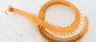 Attēlu rezultāti vaicājumam “Geophilidae”