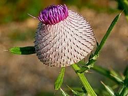 Attēlu rezultāti vaicājumam “Cirsium x rigens flower”