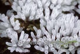 Attēlu rezultāti vaicājumam “Ceratiomyxa morchella macro”