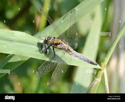 Attēlu rezultāti vaicājumam “Orthetrum cancellatum male”