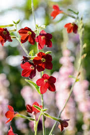 Attēlu rezultāti vaicājumam “Nicotiana tabacum flower”