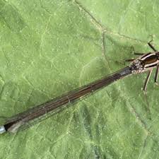 Attēlu rezultāti vaicājumam “Coenagrion armatum female”