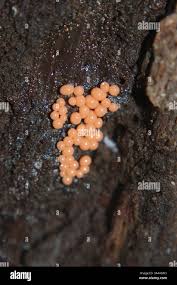 Attēlu rezultāti vaicājumam “Trichia alpina young”