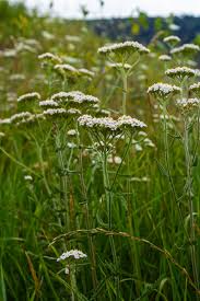 Image result for Achillea millefolium