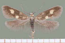 Attēlu rezultāti vaicājumam “Epermeniidae”