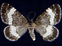 Attēlu rezultāti vaicājumam “Spargania luctuata”