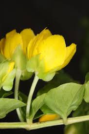 Attēlu rezultāti vaicājumam “Lysimachia nummularia flower”