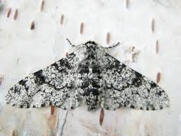 Attēlu rezultāti vaicājumam “Biston betularia”