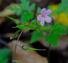 Attēlu rezultāti vaicājumam “Geranium robertianum flower”