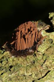 Attēlu rezultāti vaicājumam “Stemonitis splendens stalked”