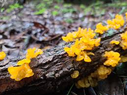 Attēlu rezultāti vaicājumam “Dacrymyces chrysospermus spores”