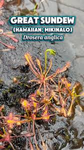 Attēlu rezultāti vaicājumam “Drosera anglica leaf”