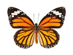 Attēlu rezultāti vaicājumam “Nymphalidae”