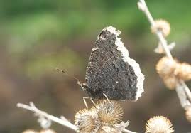 Attēlu rezultāti vaicājumam “Nymphalis antiopa underside”
