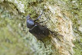 Attēlu rezultāti vaicājumam “Gnorimus variabilis”