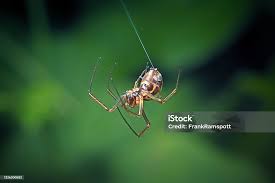 Attēlu rezultāti vaicājumam “Linyphiidae”