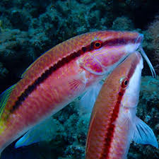 Image result for Scarus ferrugineus