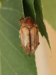 Attēlu rezultāti vaicājumam “Amphimallon solstitiale imago”