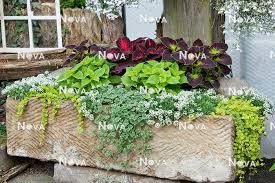 Image result for Helichrysum subulifolium