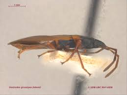 Attēlu rezultāti vaicājumam “Gastrodes grossipes”