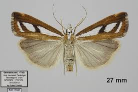 Attēlu rezultāti vaicājumam “Catoptria permutatellus”