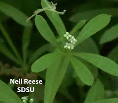 Attēlu rezultāti vaicājumam “Galium boreale fruit”