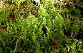 Attēlu rezultāti vaicājumam “Ptilium crista-castrensis”