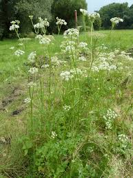 Attēlu rezultāti vaicājumam “Angelica palustris”