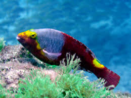 Image result for Sparisoma cretense