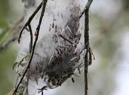 Attēlu rezultāti vaicājumam “Yponomeuta evonymella imago”