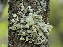 Attēlu rezultāti vaicājumam “Tremella ramalinae”