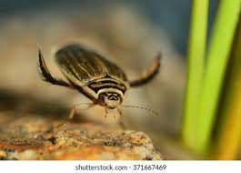 Attēlu rezultāti vaicājumam “Acilius sulcatus”