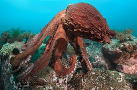 Image result for Enteroctopus dofleini