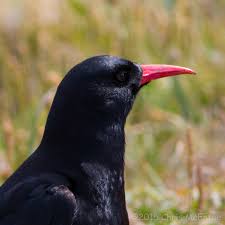 Image result for Pyrrhocorax pyrrhocorax