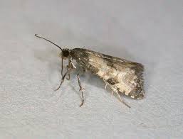 Attēlu rezultāti vaicājumam “Cochylis dubitana”