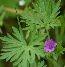 Attēlu rezultāti vaicājumam “Geranium dissectum leaf”