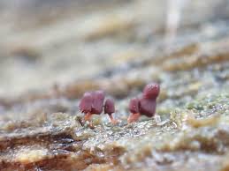 Attēlu rezultāti vaicājumam “Arcyria minuta”