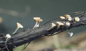 Attēlu rezultāti vaicājumam “Hymenoscyphus sp.”