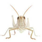 Attēlu rezultāti vaicājumam “Chrysochraon dispar”