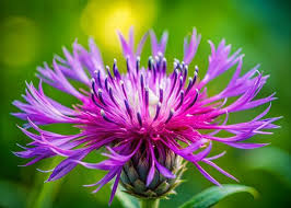 Attēlu rezultāti vaicājumam “Centaurea phrygia bud”