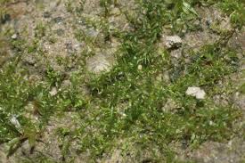 Attēlu rezultāti vaicājumam “Dicranella staphylina”