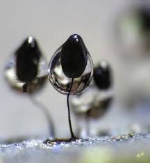 Attēlu rezultāti vaicājumam “Physarum penetrale macro”