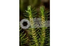 Attēlu rezultāti vaicājumam “Huperzia selago”