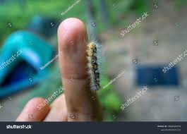 Attēlu rezultāti vaicājumam “Moma alpium”