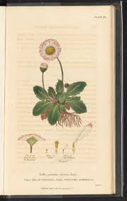 Image result for Bellis perennis